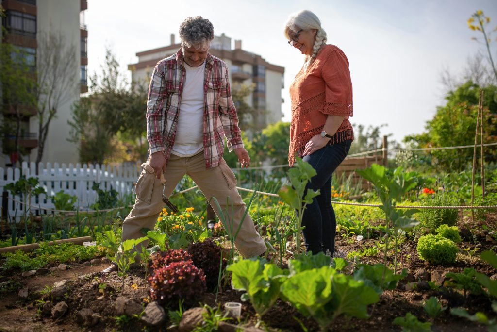 Elderly couple gardening together in an outdoor vegetable garden in Portugal.