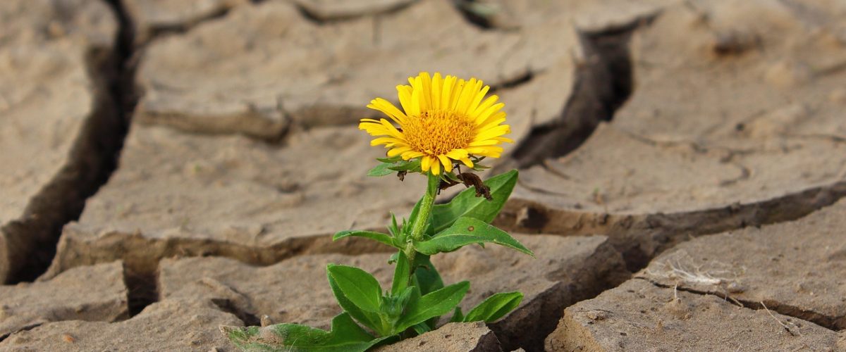 flower, life, yellow flower, flower background, crack, desert, drought, survival, loneliness, dry, dirt, single flower, nature, bloom, beautiful flowers, blossom, yellow petals, flower, flower, life, life, life, life, life, flower wallpaper, desert, desert, drought